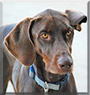 Suna the Doberman Pinscher, German Shorthair Pointer