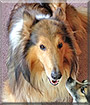 LeeRoy the Rough Collie