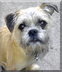 Wiggy the Brussels Griffon, Pug