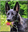 Acné the Border Collie, Belgian Malinois