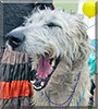 Fiona the Irish Wolfhound