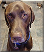 Beauregard the Labrador, German Shorthair Pointer