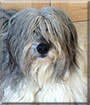 Echo the Bearded Collie mix