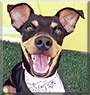 Bella the Miniature Pinscher