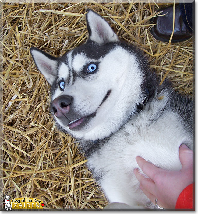 Zaiden, the Dog of the Day