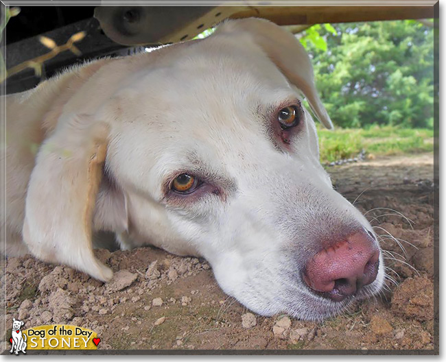 Stoney, the Dog of the Day