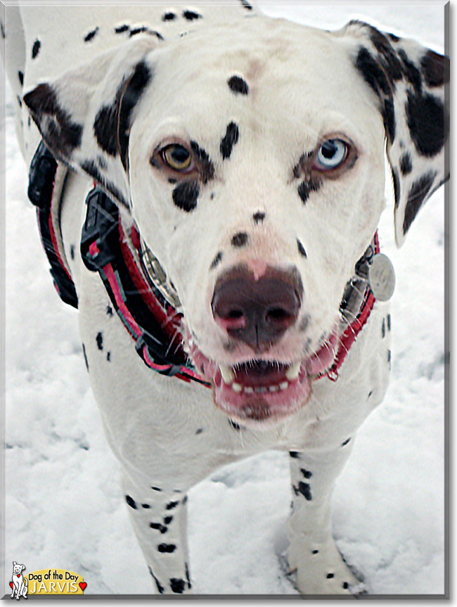 Jarvis, the Dog of the Day