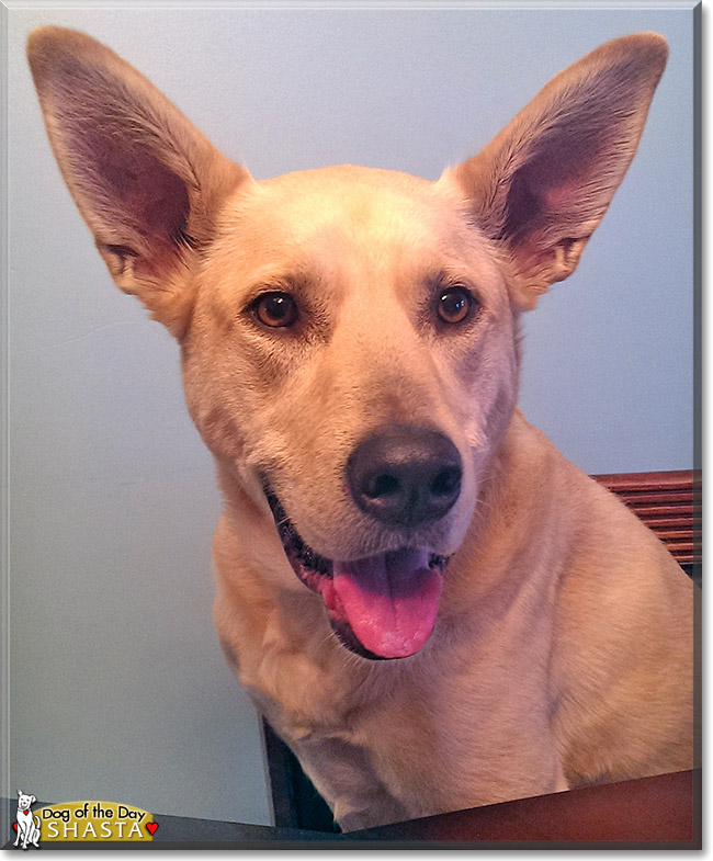 Shasta, the Dog of the Day