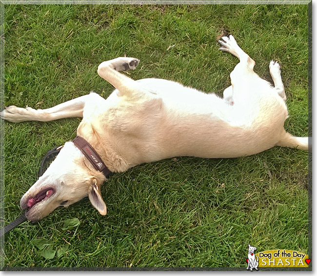 Shasta, the Dog of the Day