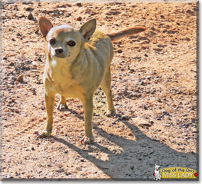 Miss Lady, the Dog of the Day