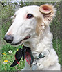 Percival the Borzoi