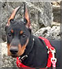 Toby the Doberman Pinscher