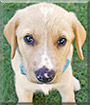 Pai the Great Pyrenees, Labrador