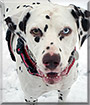 Jarvis the Dalmatian