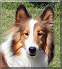 Aussie the Shetland Sheepdog