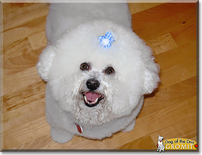 Gromit - Bichon Frise - March 1, 2014