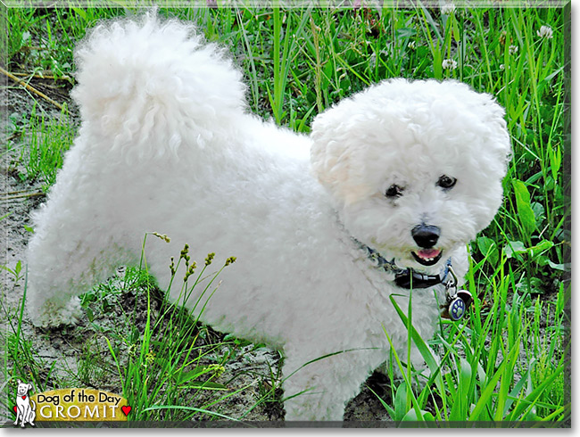 Gromit - Bichon Frise - March 1, 2014