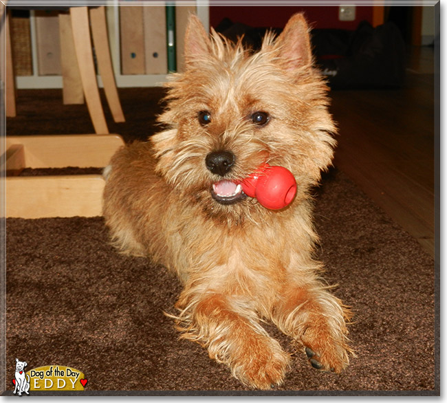 Eddy, the Dog of the Day