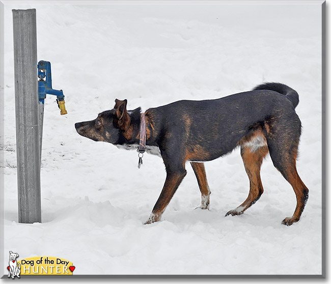 Hunter, the Dog of the Day