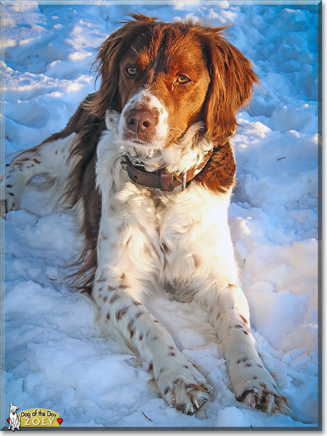 Zoey, the Dog of the Day