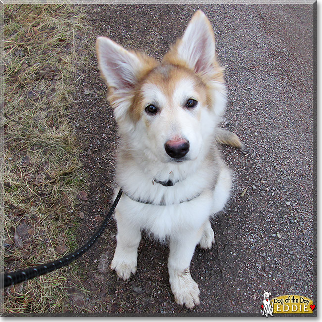 Eddie, the Dog of the Day