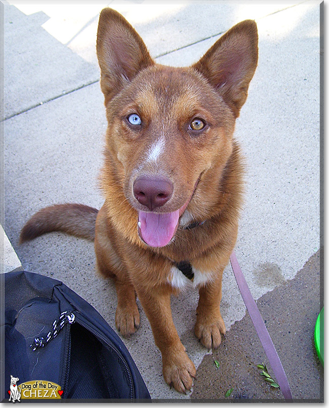 Cheza, the Dog of the Day