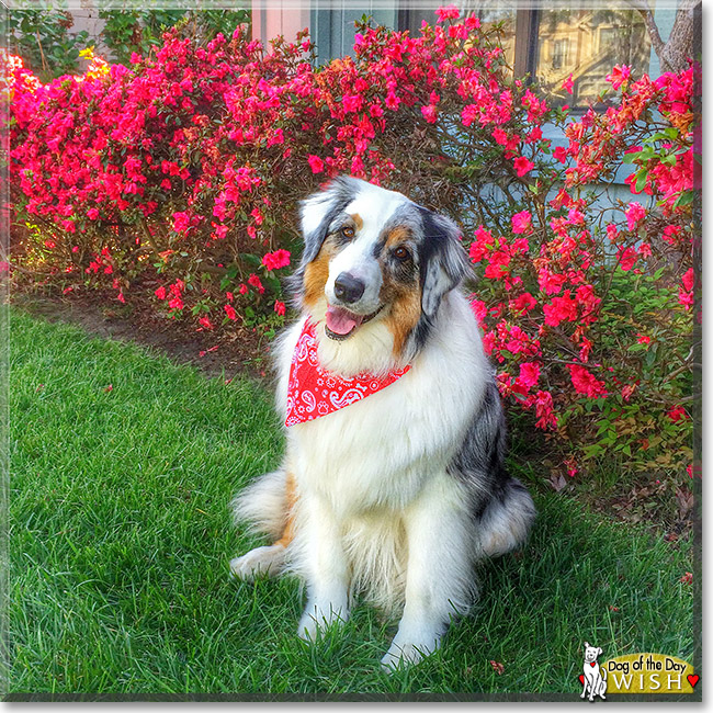 Wish - Australian Shepherd - March 25, 2014