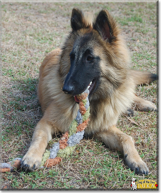 Luka Del Rio, the Dog of the Day