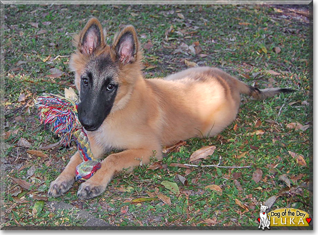 Luka Del Rio, the Dog of the Day