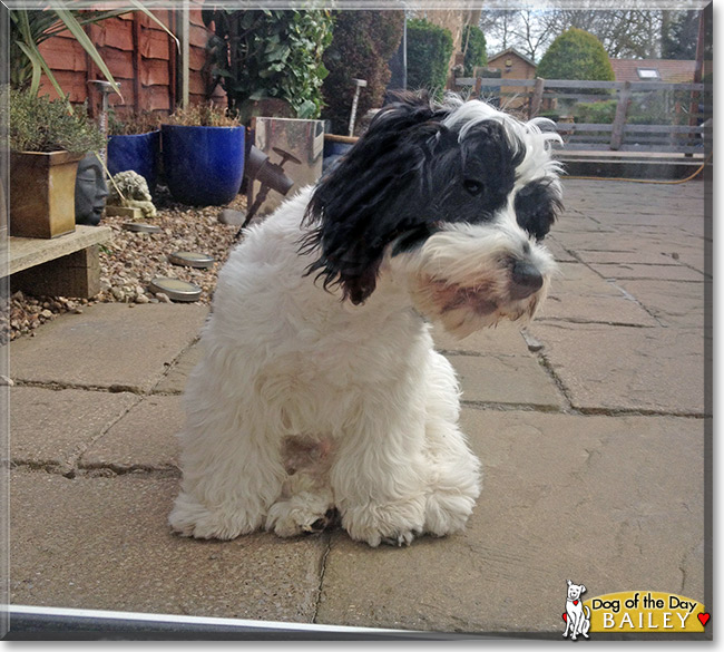 Bailey, the Dog of the Day