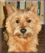 Eddy the Cairn Terrier