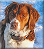 Zoey the Brittany Spaniel