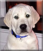 Rambo the Labrador Retriver