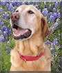 Clifford the Golden Retriever, Labrador mix