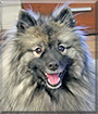 Hilla the Keeshond