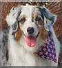 Wish the Australian Shepherd