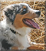 Ayo the Australian Shepherd