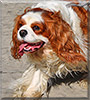 Jenny the Cavalier King Charles Spaniel