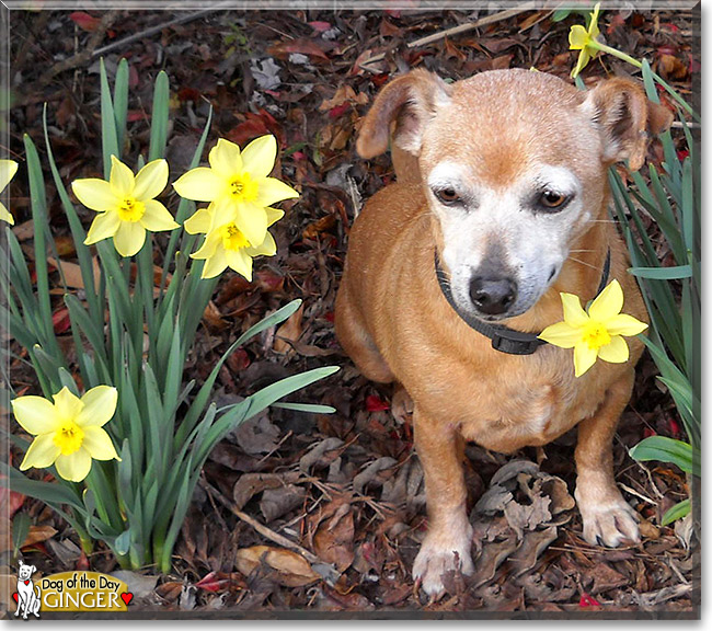 Ginger, the Dog of the Day