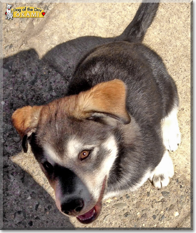 Ōkami, the Dog of the Day