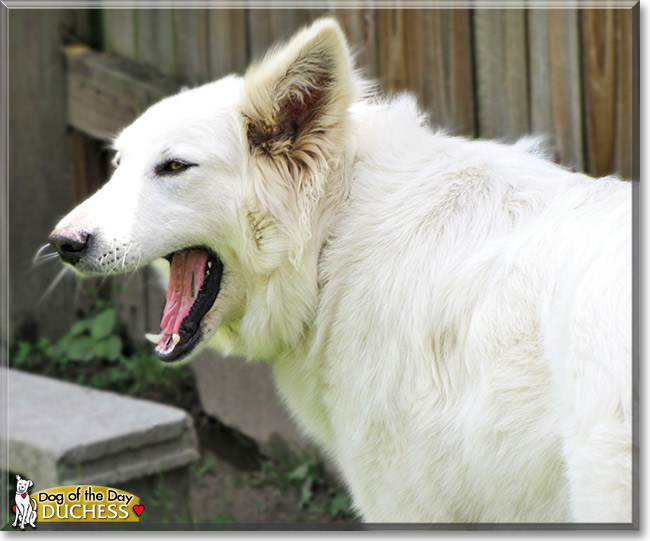 Duchess, the Dog of the Day