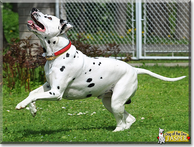 Jasper, the Dog of the Day