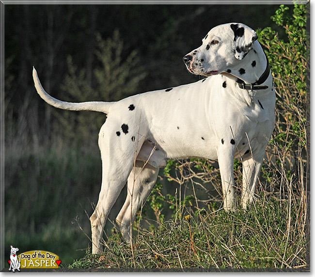 Jasper, the Dog of the Day