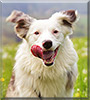 Lia the Border Collie, Australian Shepherd