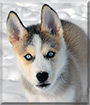 Maya the Siberian Husky