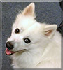 Casper the American Eskimo Spitz