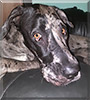 Pepper Viegas the Great Dane