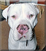 Odin the Pit bull, American Bulldog