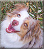 Nicki the Miniature Australian Shepherd