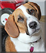 Ariat the Beagle, Basset Hound mix